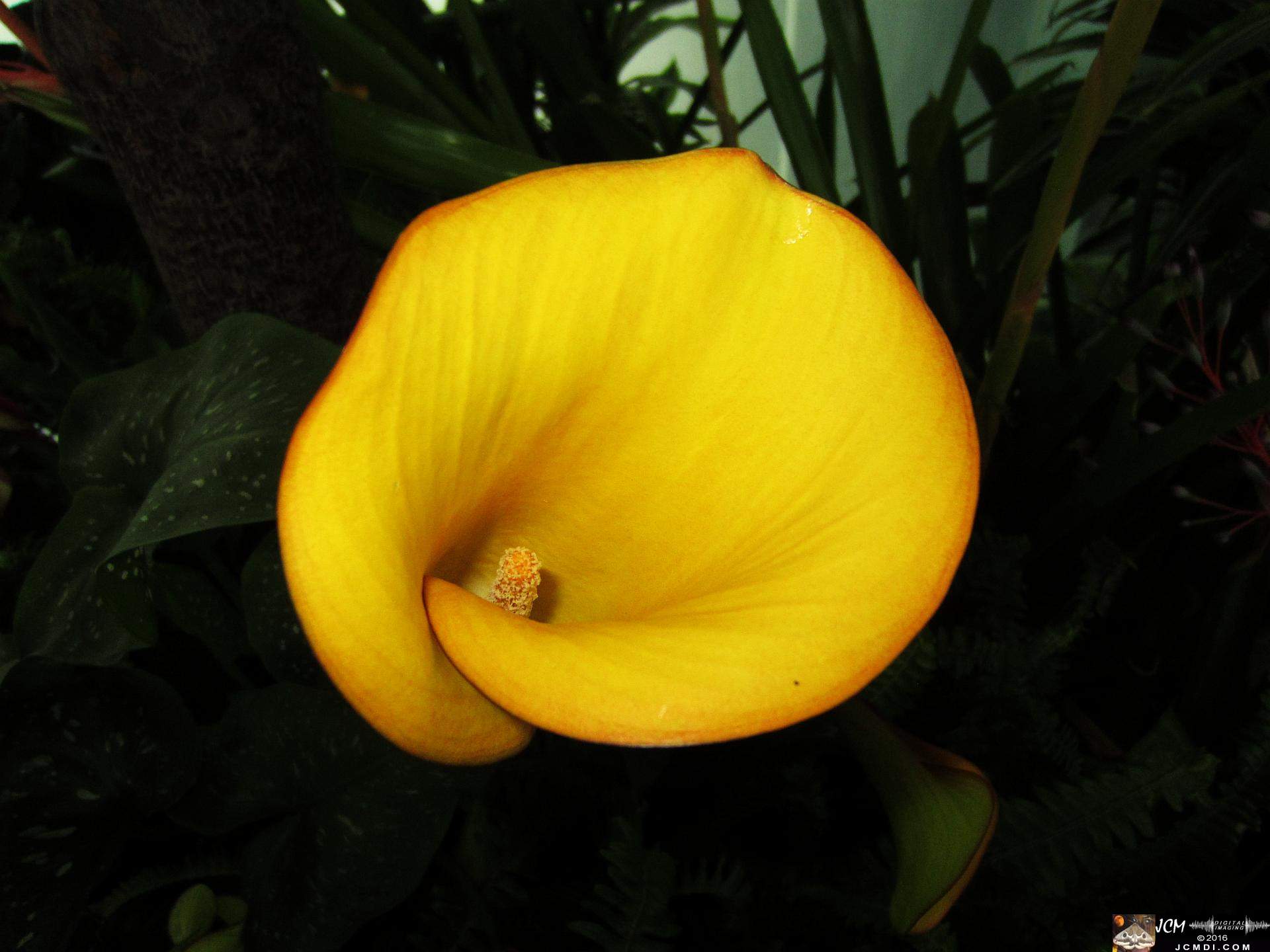 Como Zoo conservatory, MN flower close up